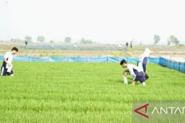 Kementan gulirkan Gerakan Pengendalian Penggerek Batang upaya tekan hama padi di Karawang