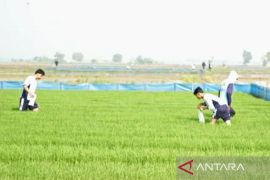 Kementan gulirkan Gerakan Pengendalian Penggerek Batang di Karawang
