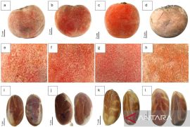 BRIN ungkap subspesies baru tanaman bisbul asal Papua