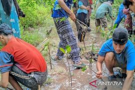 Universitas Muhammadiyah Kalianda tanam 500 bibit mangrove di Pulau Sebuku