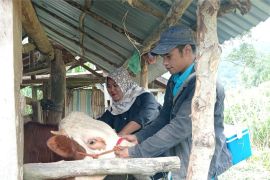 Pemkab Agam prediksi pemotongan hewan kurban 5.700 ekor