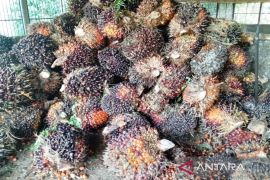Kutim hilirisasi sawit untuk ketahanan energi nasional