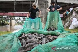 Pada akhirnya, sapu-sapu tetap hanyalah ikan
