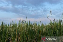 DKP3 Majalengka pastikan stok pupuk subsidi aman untuk musim tanam II