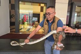 Tamu hotel berani tangkap sanca dua meter di depan lobi Grand Daira Palembang