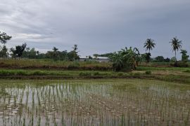 Dinas KTPTH Lampung sebut perlu percepatan tanam padi untuk mitigasi El Nino