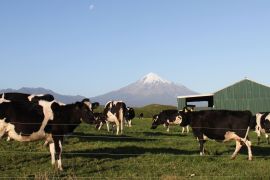 Harga produk susu global merosot di tengah ketidakpastian geopolitik