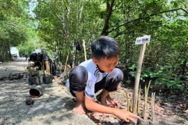 Cintai Lingkungan Sejak Dini, Pembibitan Mangrove MSB Perkuat Ekosistem Pesisir Siak