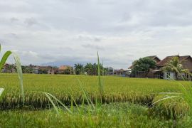 Lampung perkuat pengendalian hama secara hayati saat kemarau