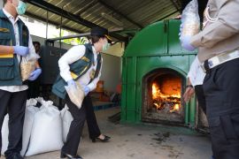 Karantina Banten musnahkan gulma invasifdari Australia