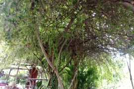 PDAM Lombok Tengah menjaga ekosistem kawasan hutan lindung