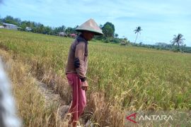 Pemkot Bengkulu usulkan rehabilitasi irigasi ke Kementerian Pertanian