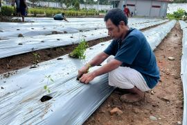 Warga binaan lapas Dharmasraya tanam bibit cabai dukung ketahanan pangan