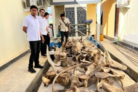 Polisi tangkap pedagang satwa dilindungi di Sorong