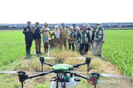 Pemkot Cirebon menguji coba drone semprot pestisida nabati lahan sawah