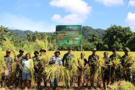 Yonif TP 810 dan warga Sosiri panen padi di Supiori
