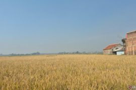 Waspada El Nino! 270 RW di Cimahi Masuk Zona Merah Kekeringan