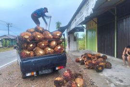 Harga Sawit di Abdya melewati Rp3.000 per kg di tengah kelangkaan pupuk KCL