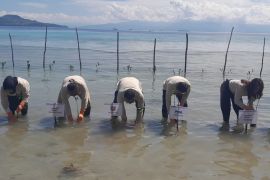 PNM tanam 5.000 bibit mangrove di Tulehu