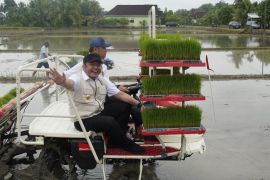 Wamentan : Percepatan masa tanam antisipasi gagal panen akibat El Nino