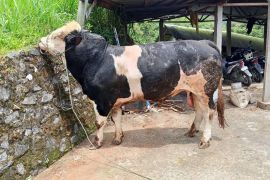 Pemkab Agam siapkan dua ekor sapi kurban Presiden