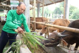 Baznas pastikan stok hewan kurban di Balai Ternak Lombok Tengah aman