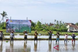 Banyuwangi percepat tanam padi antisipasi dampak kemarau