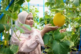 AMANAH Youth Creative Hub Kembali Dibuka, Tawarkan Pengalaman Petik Melon Langsung di Kebun