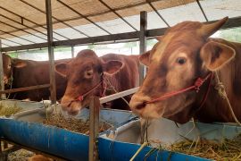 DKPP Batam: Kebutuhan hewan kurban 2026 capai 9.000 ekor