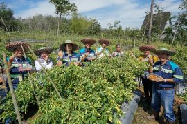 PT SIS - YABN bangun kemandirian ekonomi Desa Maburai lewat budidaya cabai
