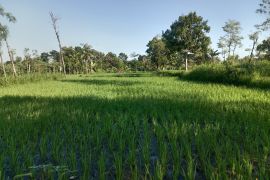 Target luas menanam padi MK I di Lombok Tengah mencapai 28 ribu hektar