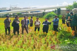 Kuasa hukum SMGP: klaim penurunan panen tidak terbukti di lapangan