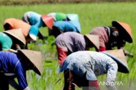 Pemkab Situbondo dorong penggunaan bibit padi genjah saat kemarau