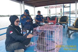 Respons cepat warga dan petugas selamatkan Lutung terluka di Sampit