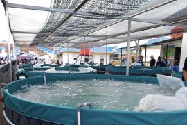 Diskan Batam salurkan bantuan 96 unit bioflok ke 24 kelompok budidaya ikan