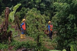 PLN Babel pastikan kelistrikan Bangka Belitung telah pulih 100 persen