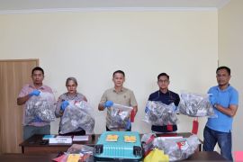 Polisi tangkap tiga pengedar ganja 3,17 kg jaringan PNG di Sorong
