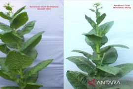 Pemkab Kuningan memastikan dua varietas tembakau lokal tersertifikasi