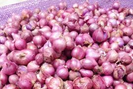 Kementan perkuat pasar ekspor bawang merah Enrekang lewat program HDDAP
