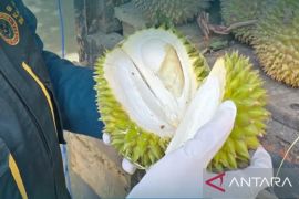 Jaga keamanan hayati, BKHIT pastikan durian Maluku ke Sorong bebas hama