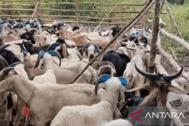 BKHIT Maluku awasi hewan kurban jelang hari besar keagamaan