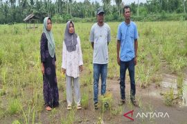 Lahan pertanian terdampak banjir di Naga Juang, Madina belum tersentuh perbaikan
