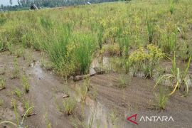 Lahan pertanian di Naga Juang belum pulih, petani menunggu kepastian