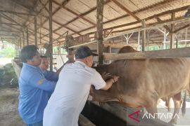 Penajam siapkan 2.650 dosis vaksin, antisipasi PMK jelang Idul Adha