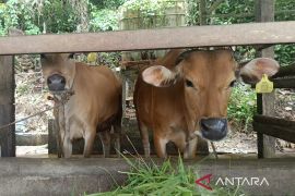 Kaltim kuatkan jaminan halal produk hewani