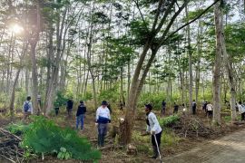 Kalsel tanam 500 bibit tanjung perkuat RHL Bundaran Pohon Jokowi