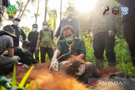 BKSDA dan YIARI berhasil translokasikan orang utan di Kayong Utara