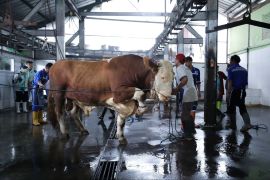 DKPP Kota Bandung mengerahkan 184 petugas periksa hewan kurban