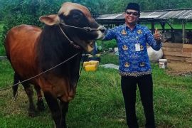 Presiden Prabowo sumbang 1 ekor sapi kurban di Natuna