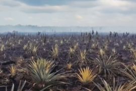 Pemkab Natuna beri bantuan uang kepada petani terdampak karhutla